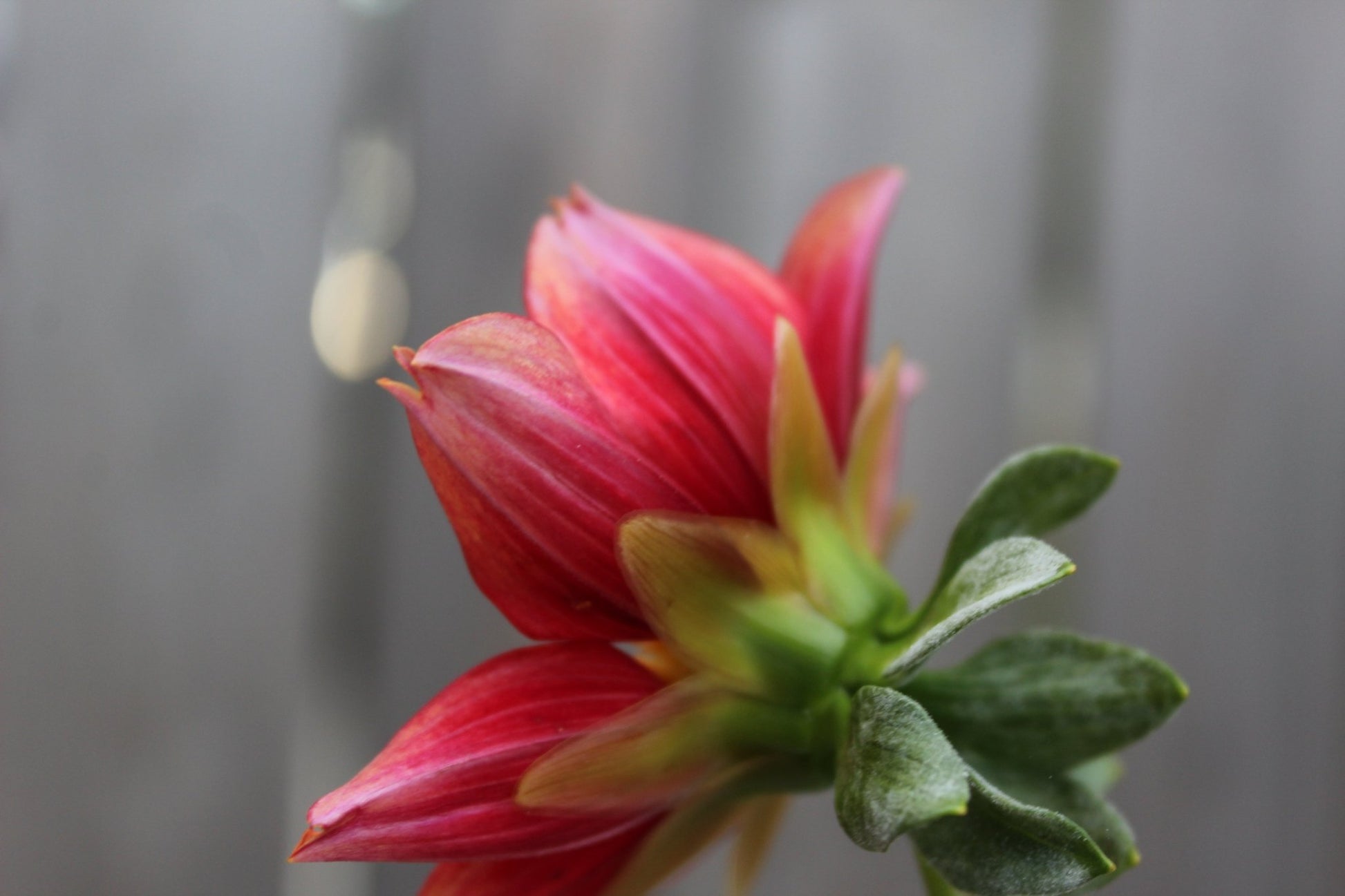 Lil' Wyatt - Freese Flower Farm