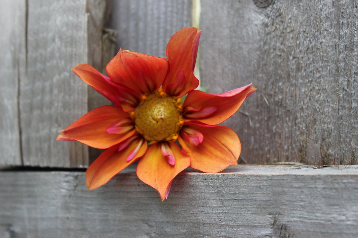 Lil' Wyatt - Freese Flower Farm