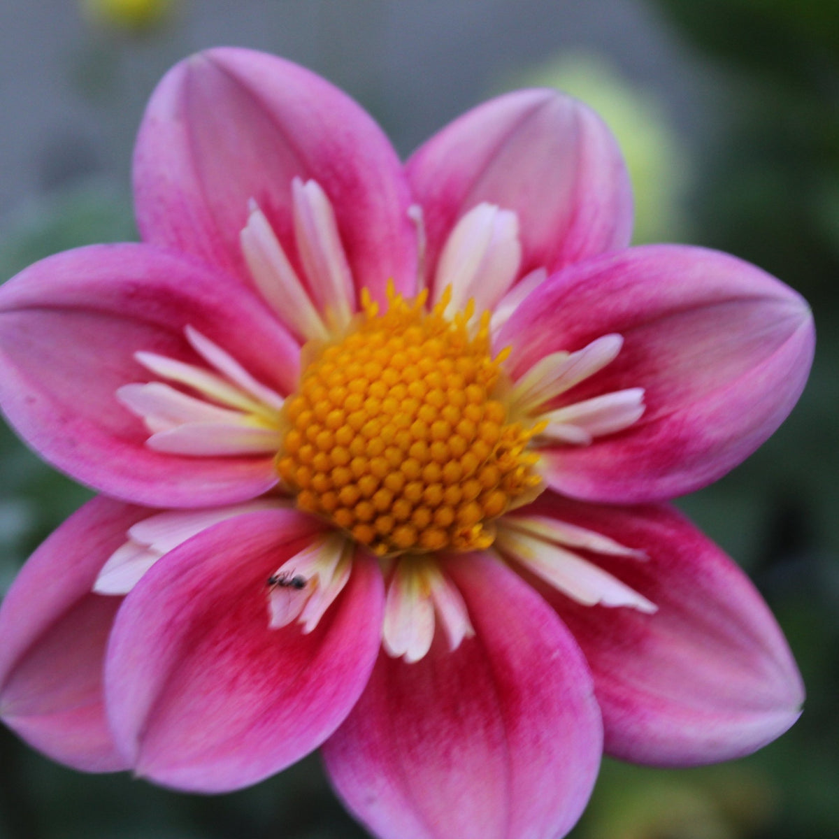 Dahlia Seeds, Asphire Janet - Freese Flower Farm