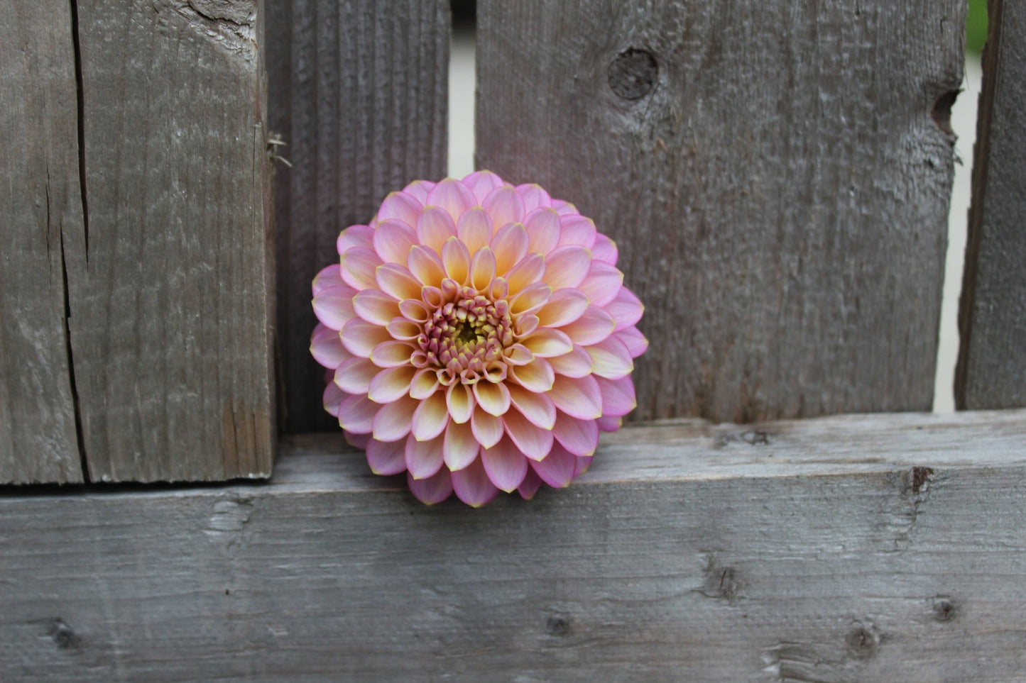 Skipley Spot of Gold - Freese Flower Farm