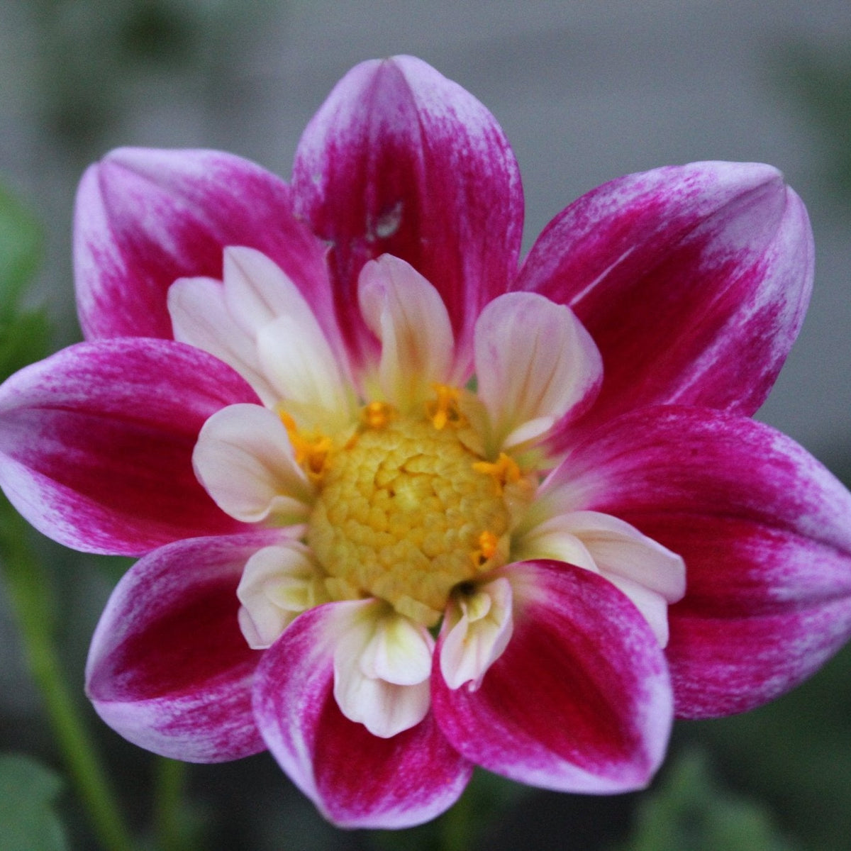 Cair Paravel - Freese Flower Farm