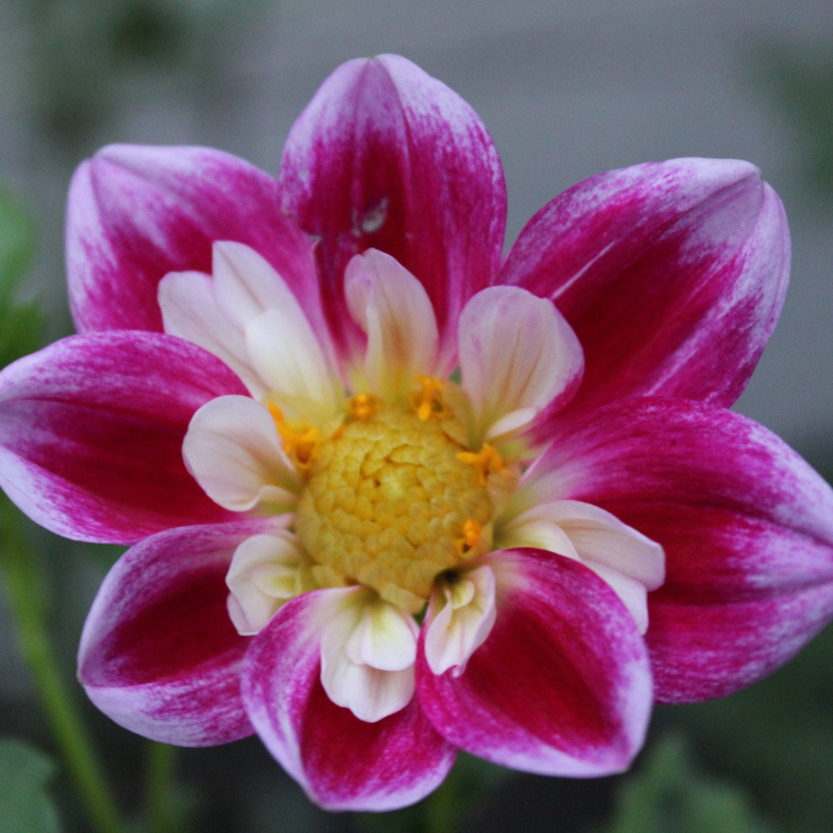 Dahlia Seeds, Cair Paravel - Freese Flower Farm
