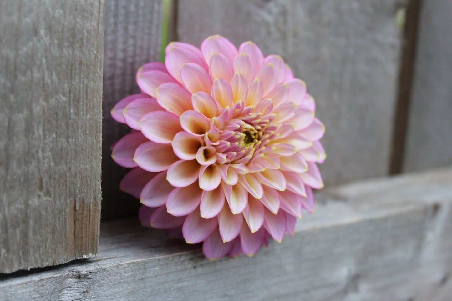 Skipley Spot of Gold - Freese Flower Farm