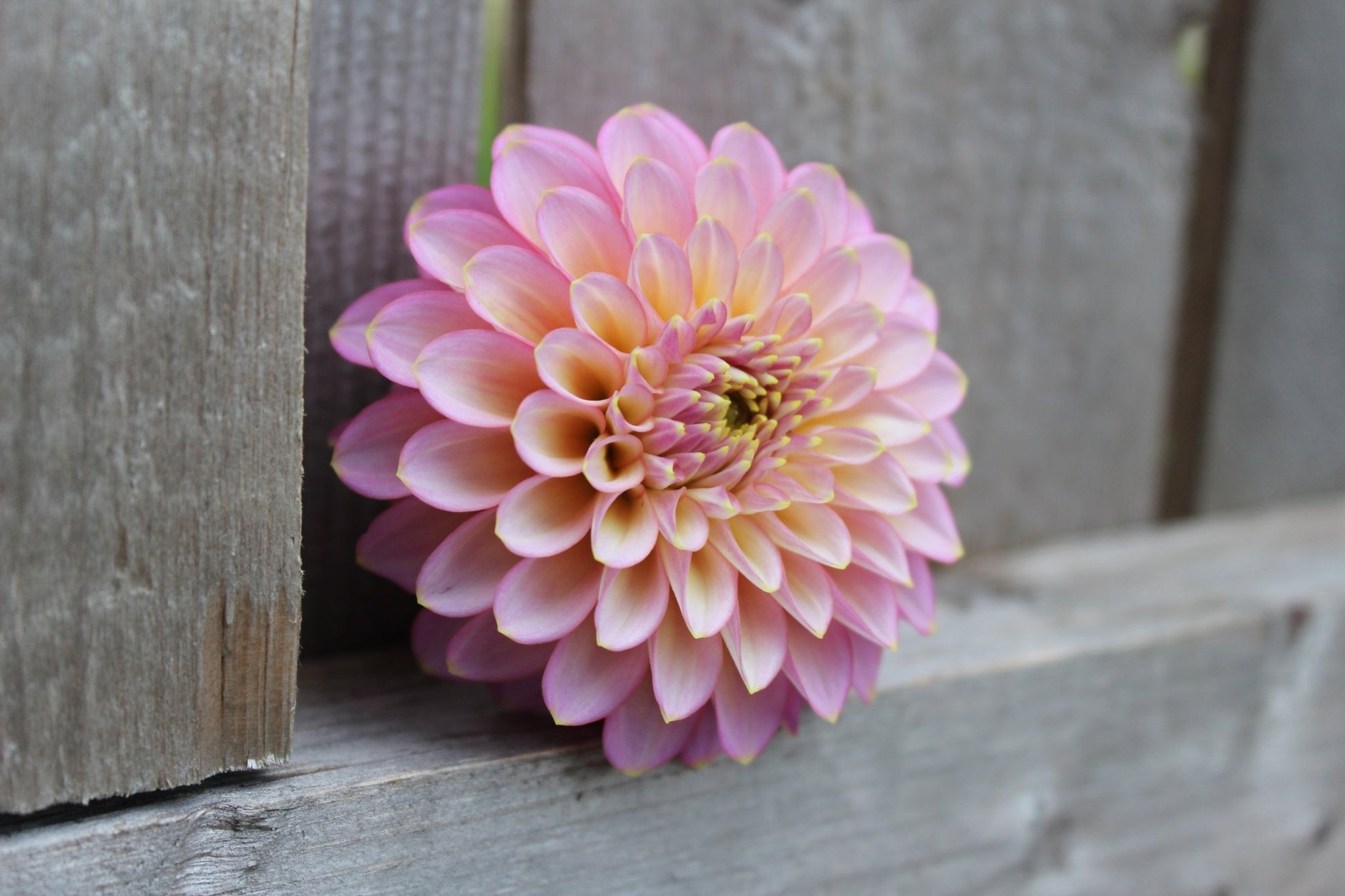 Skipley Spot of Gold - Freese Flower Farm