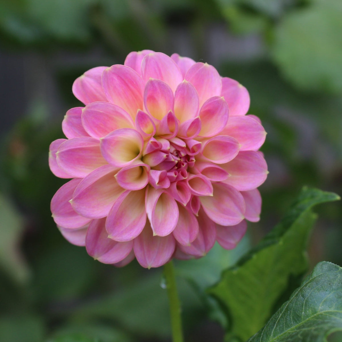 Kamille's Shortcake - Freese Flower Farm