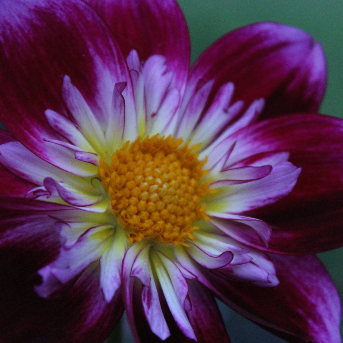 Verrone's Sarah Sherman - Freese Flower Farm