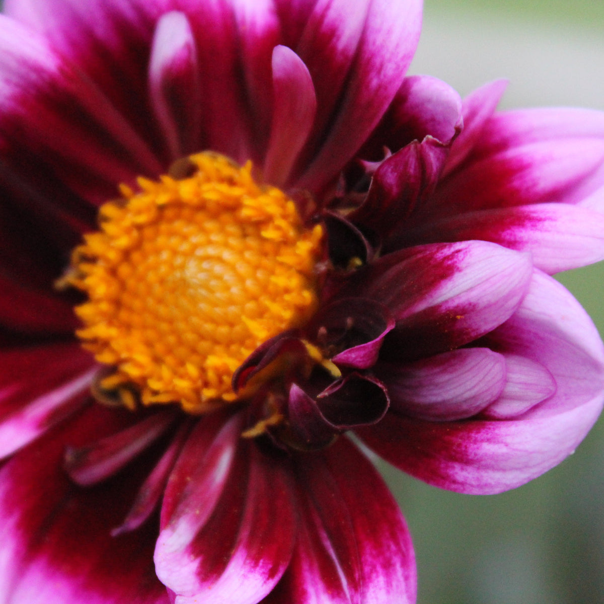 Dahlia seeds, Liquid Desire