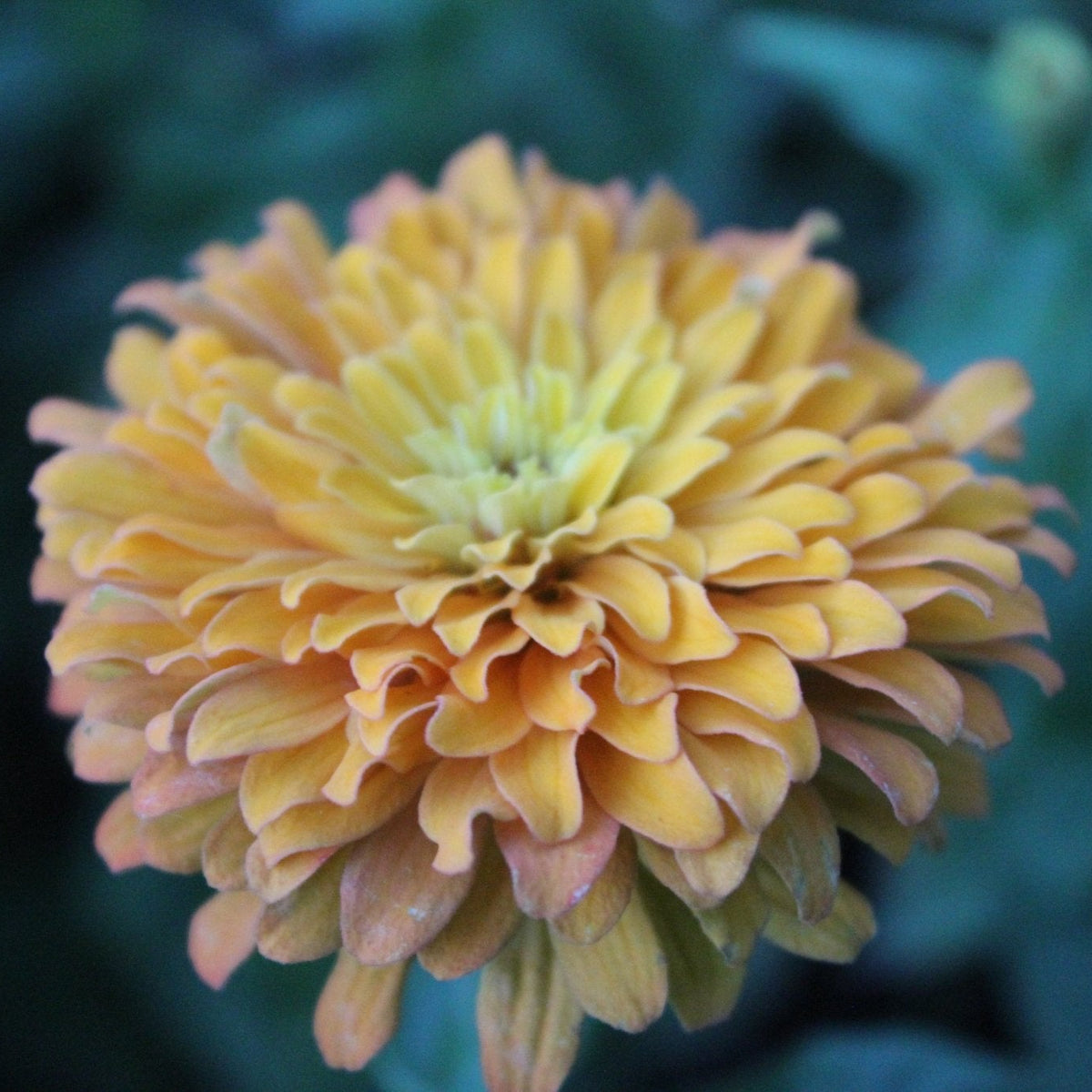 Zinnias, Sunset Blend - Freese Flower Farm