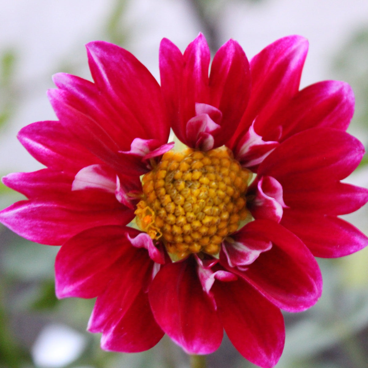 Caleb's Double - Freese Flower Farm