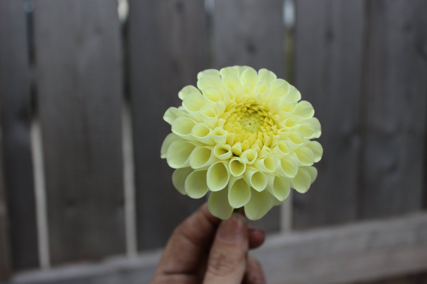 MM Buttercream - Freese Flower Farm