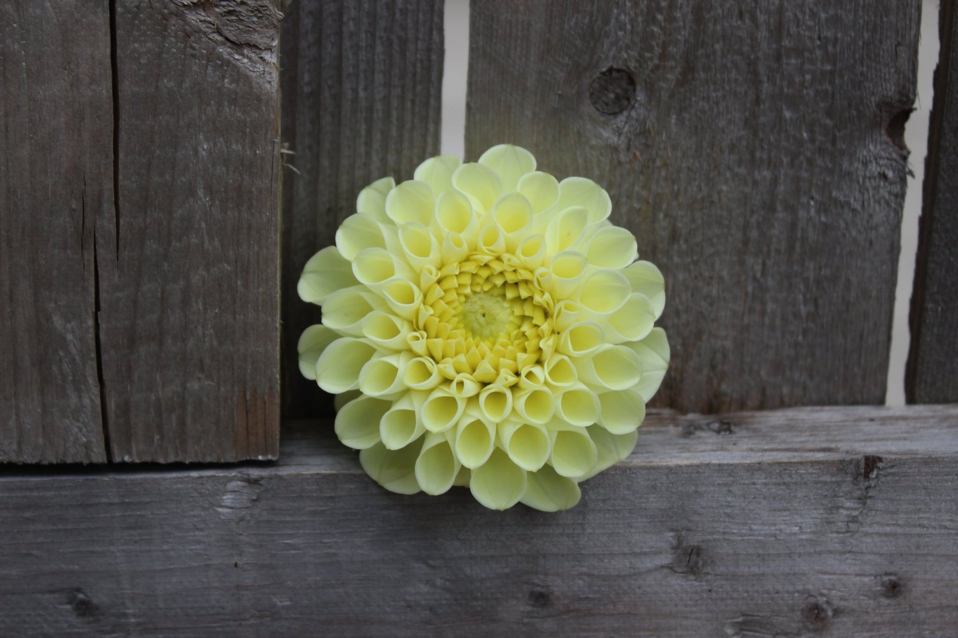 MM Buttercream - Freese Flower Farm