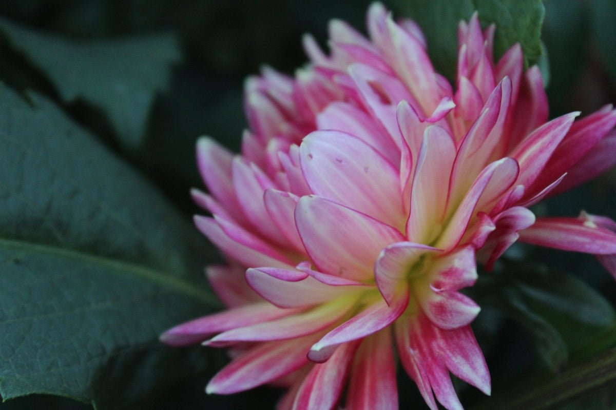 Lee's Scarlet Mcaw** - Freese Flower Farm
