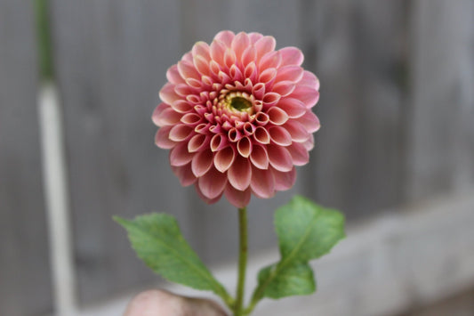 Levi's Sunfire - Freese Flower Farm