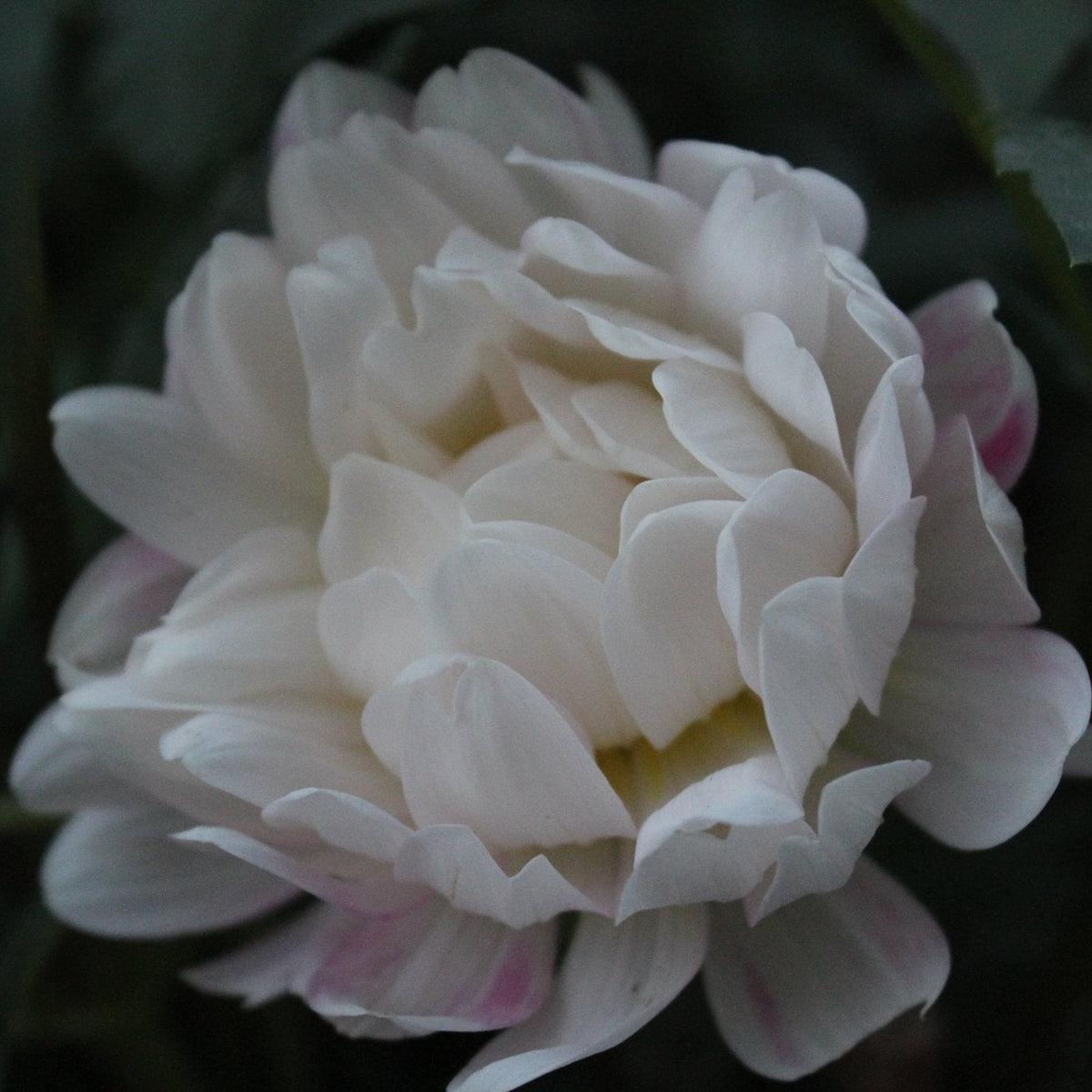 Kelgai Anne - Freese Flower Farm