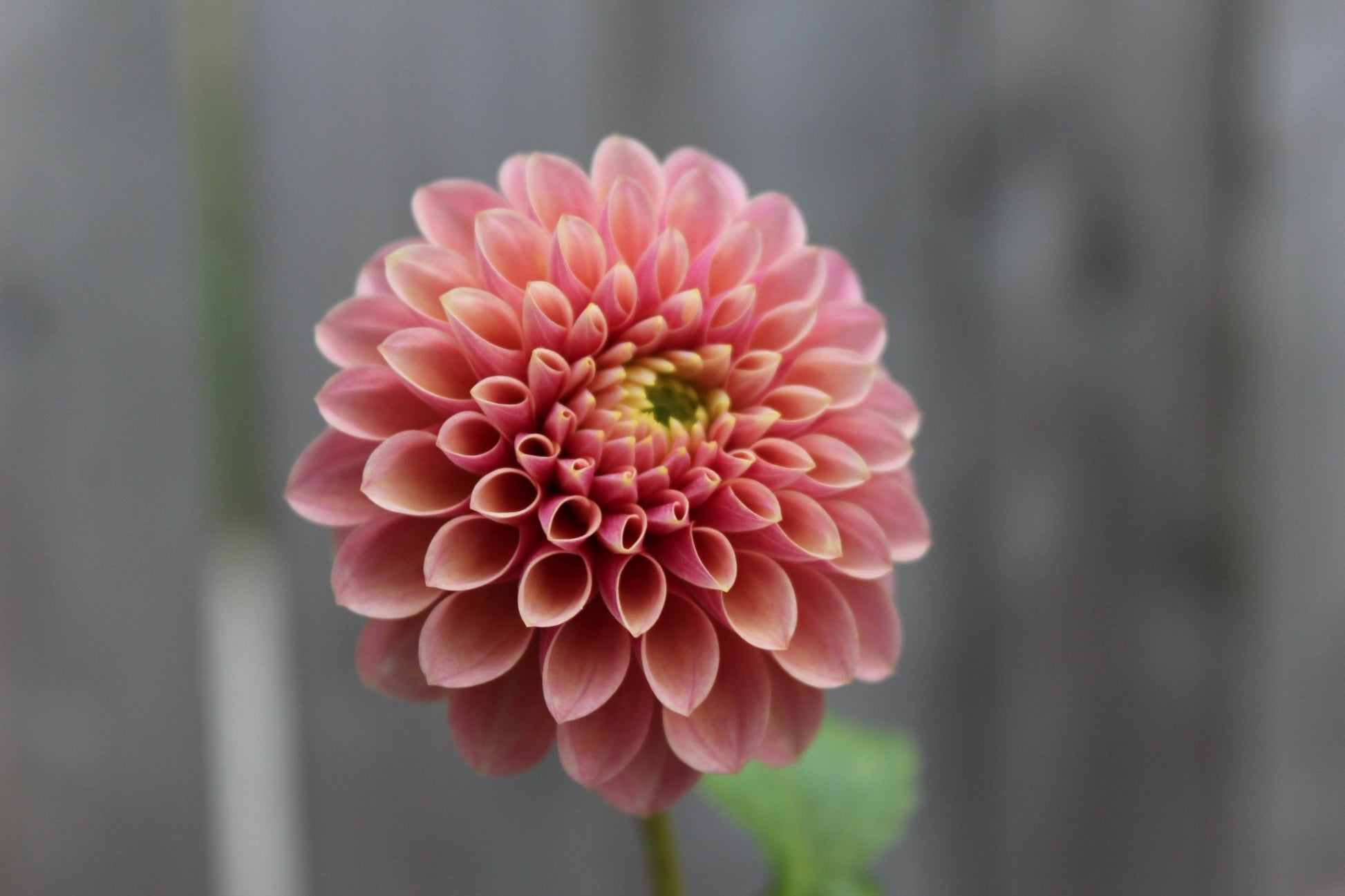 Levi's Sunfire - Freese Flower Farm