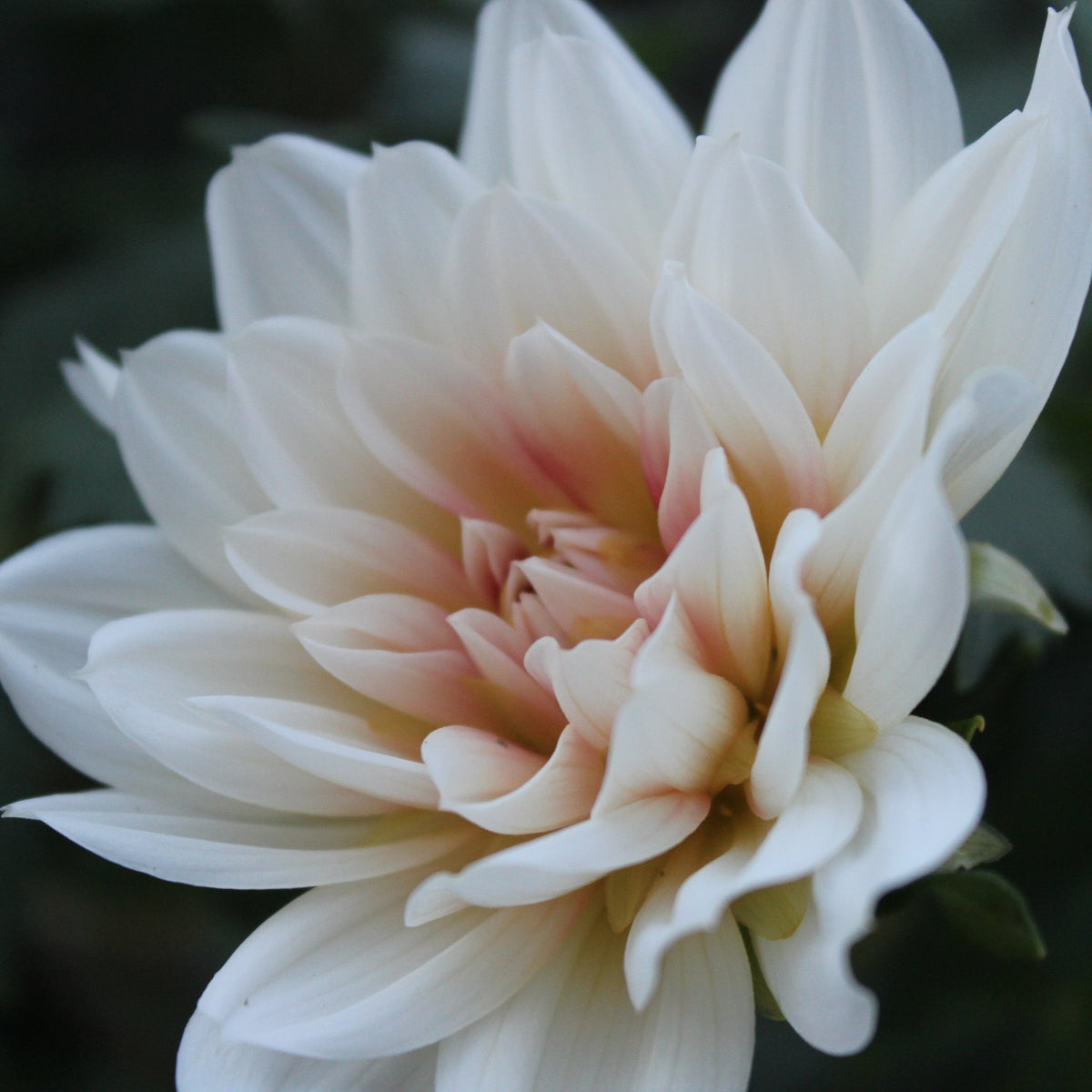 HH Snowfire - Freese Flower Farm