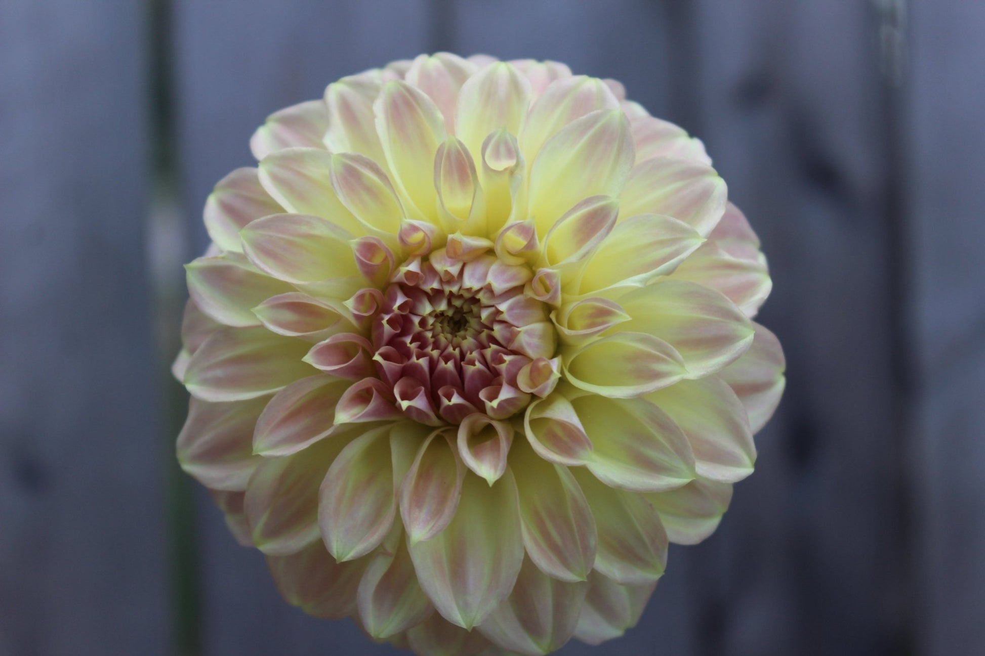 Coorabell Astrid - Freese Flower Farm