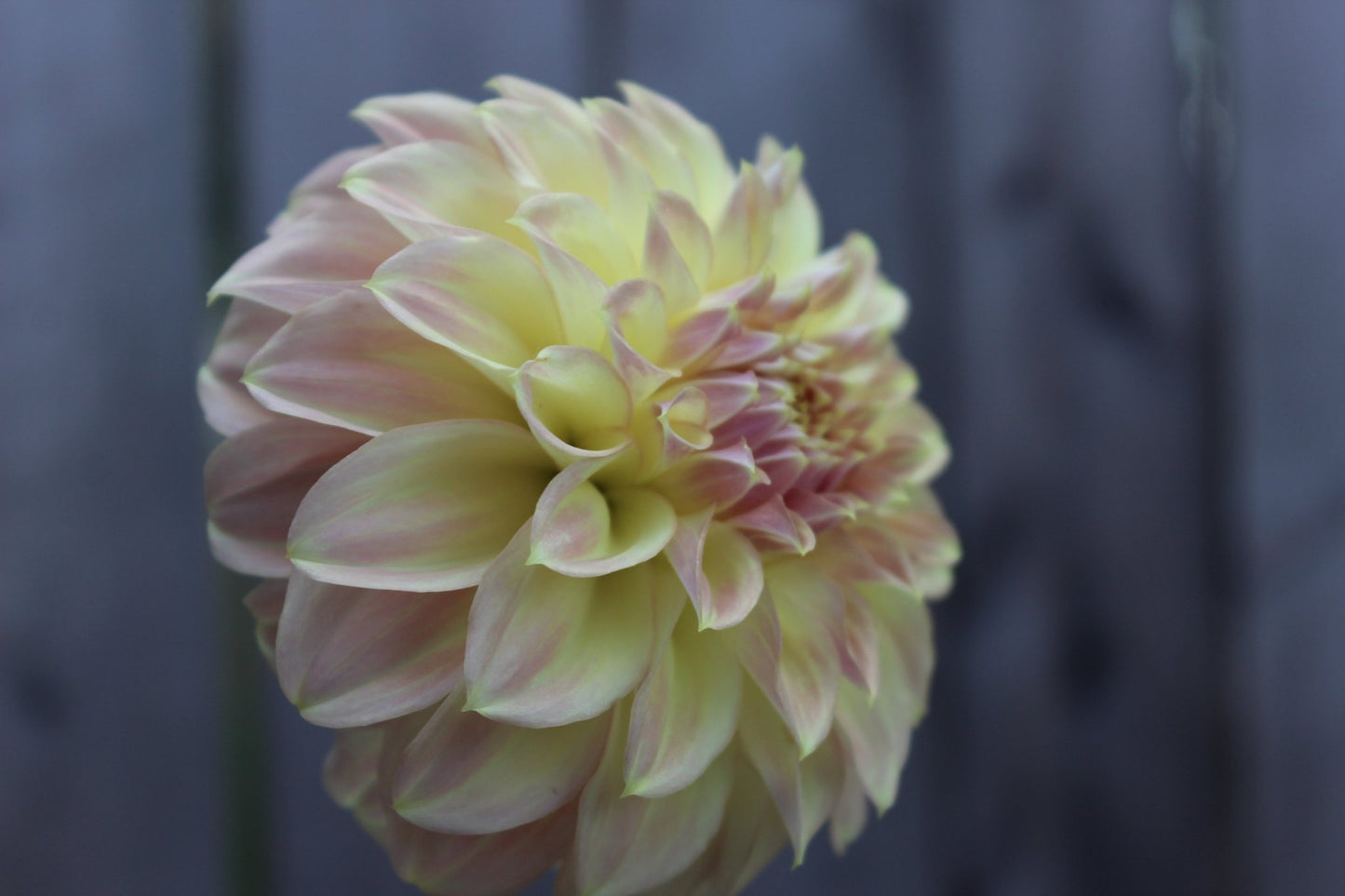 Coorabell Astrid - Freese Flower Farm