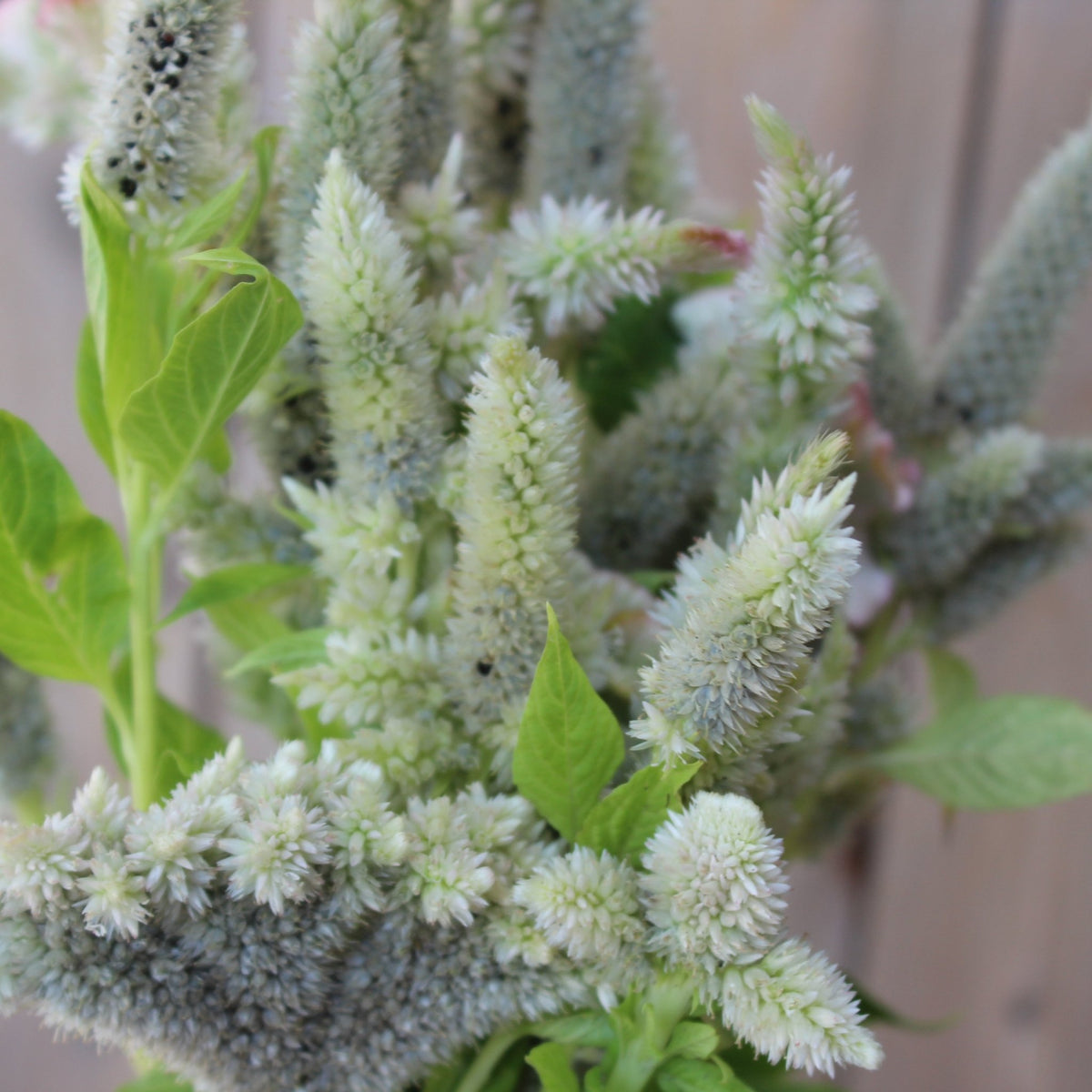 White Celosia - Freese Flower Farm