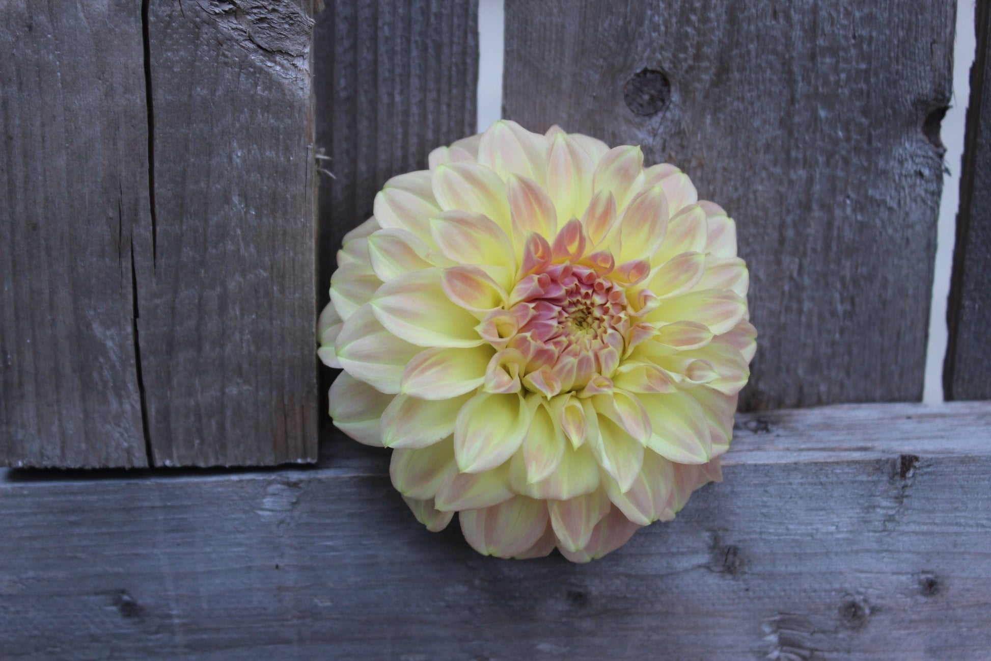 Coorabell Astrid - Freese Flower Farm