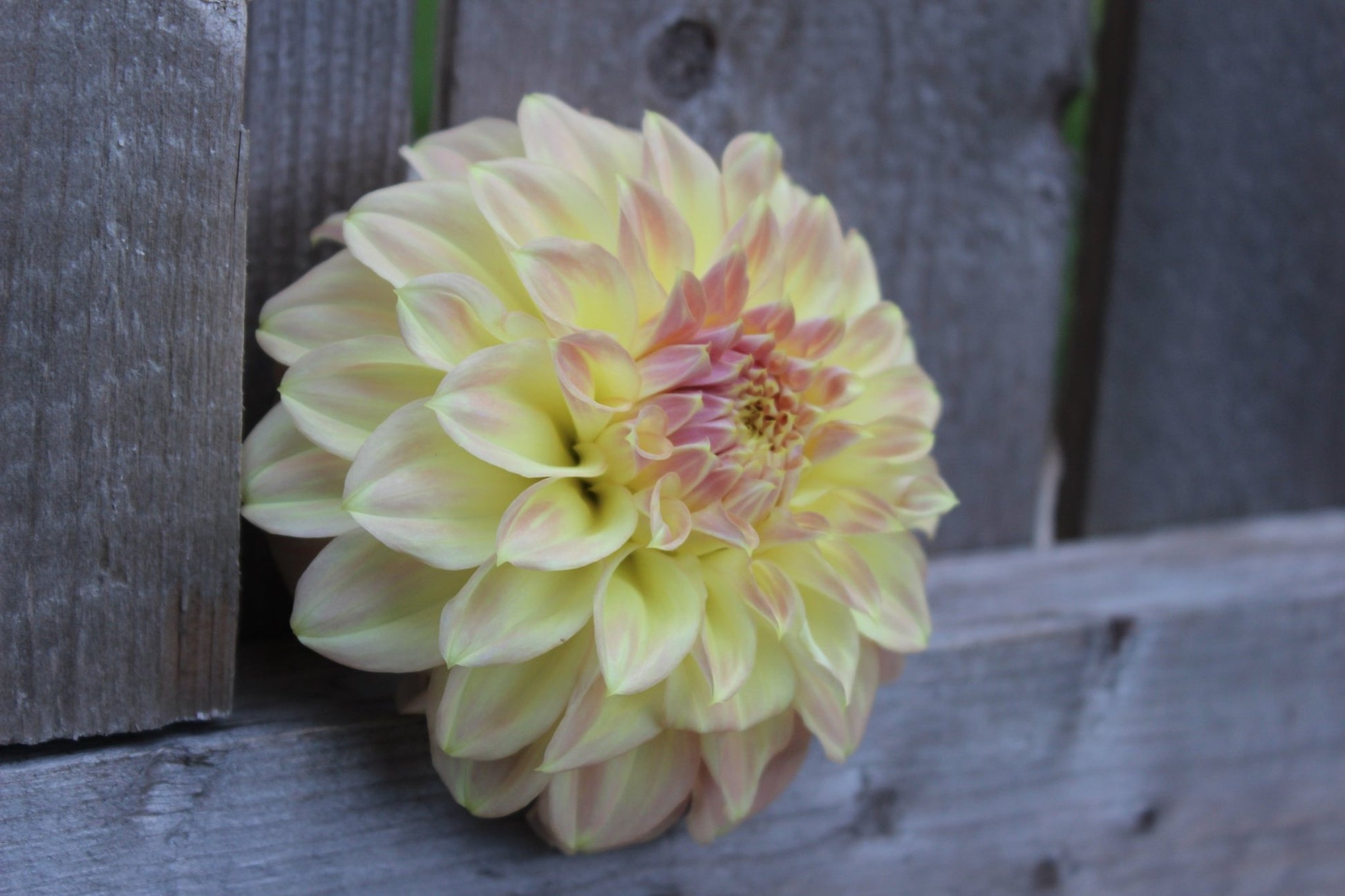 Coorabell Astrid - Freese Flower Farm