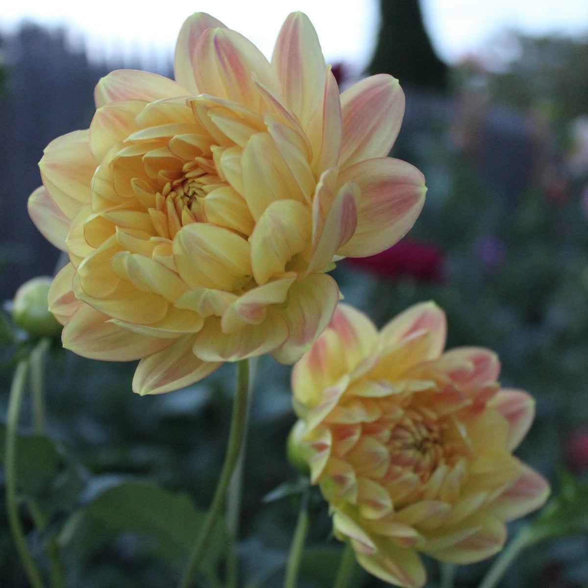 Hollyhill Serenity - Freese Flower Farm