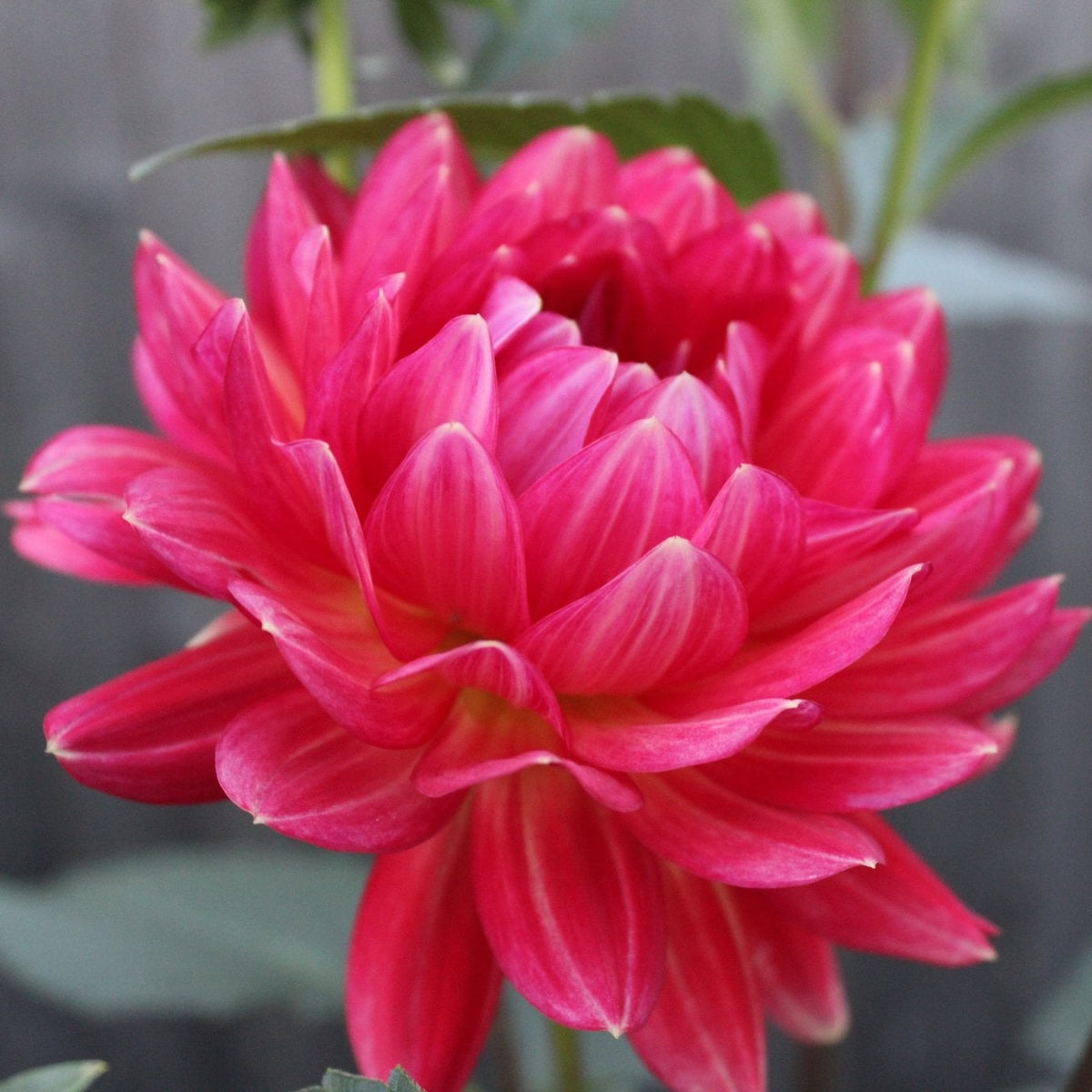 Lee's Scarlet Mcaw - Freese Flower Farm
