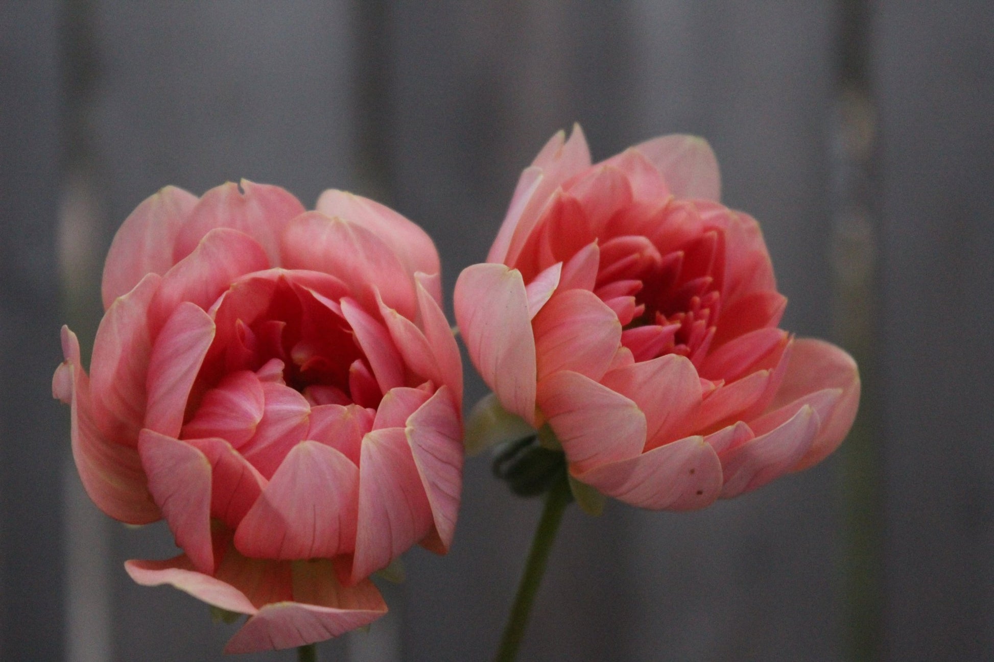 Fawn - Freese Flower Farm