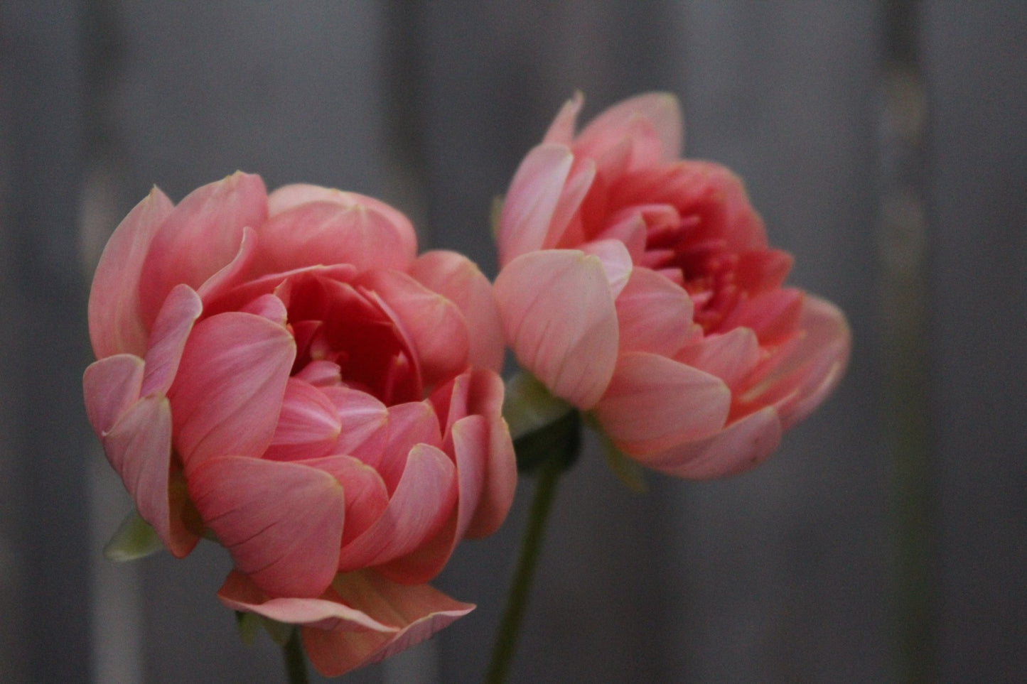 Fawn - Freese Flower Farm