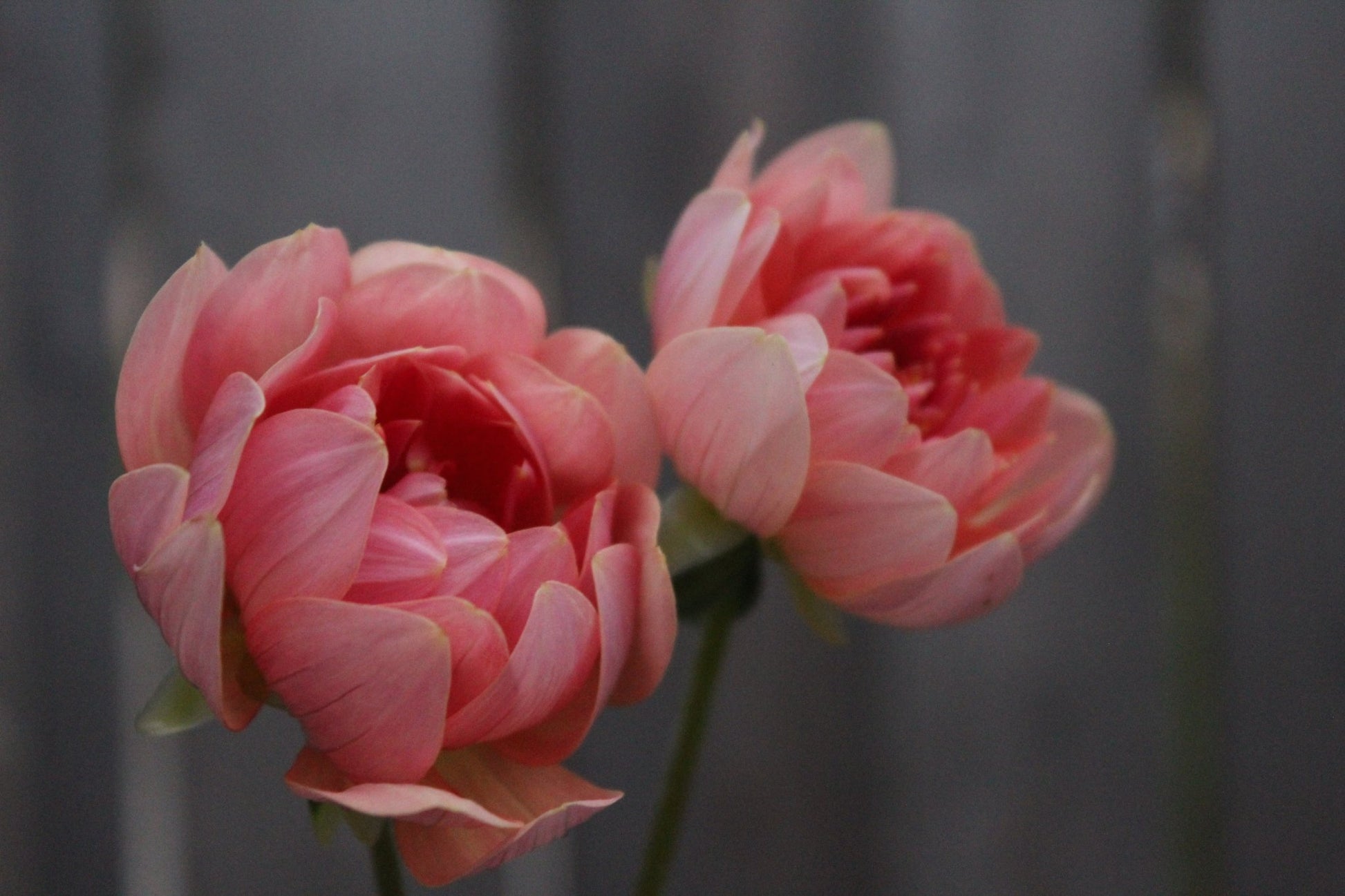 Fawn - Freese Flower Farm