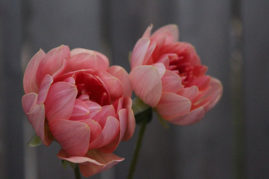 Fawn - Freese Flower Farm