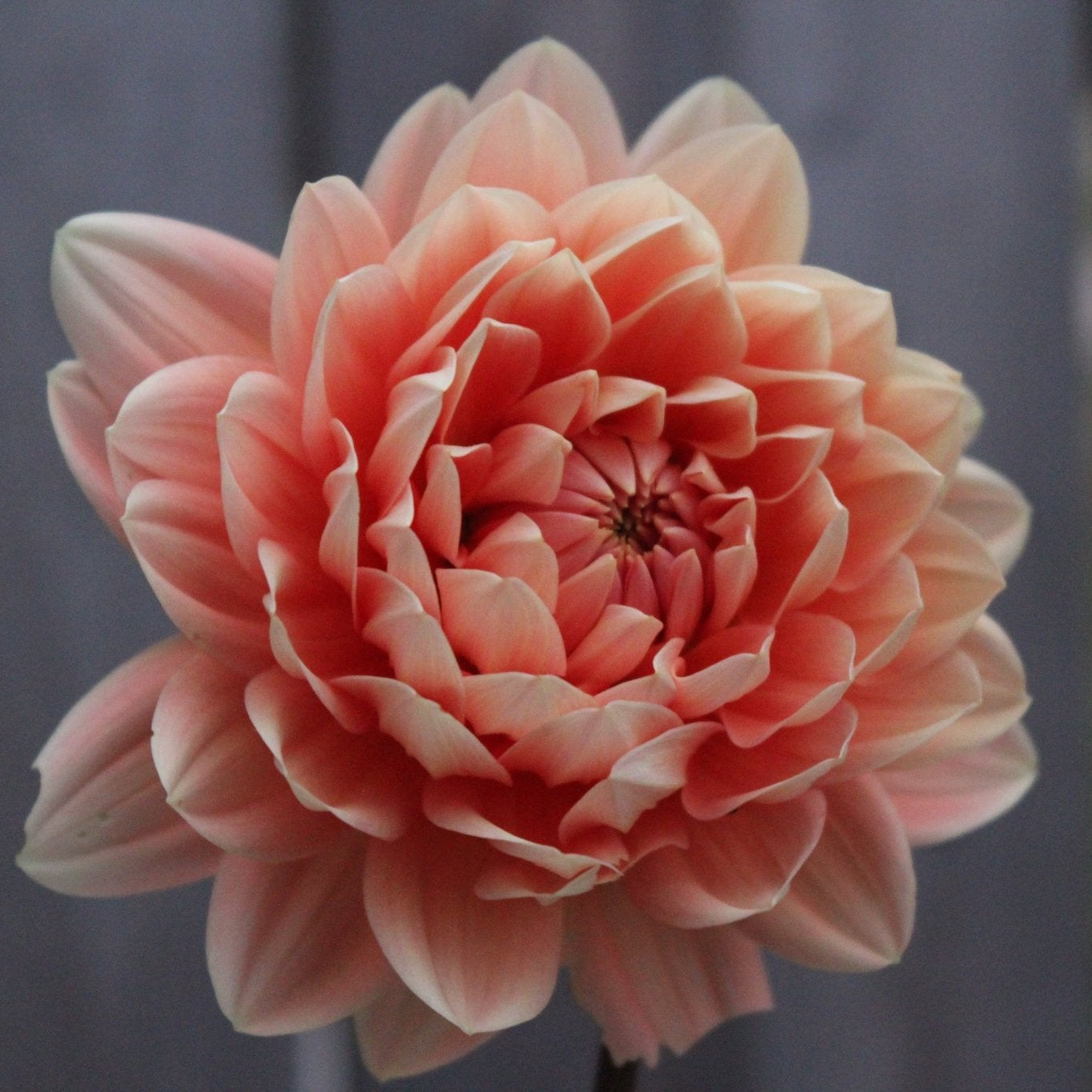 Carolina Wagemans - Freese Flower Farm