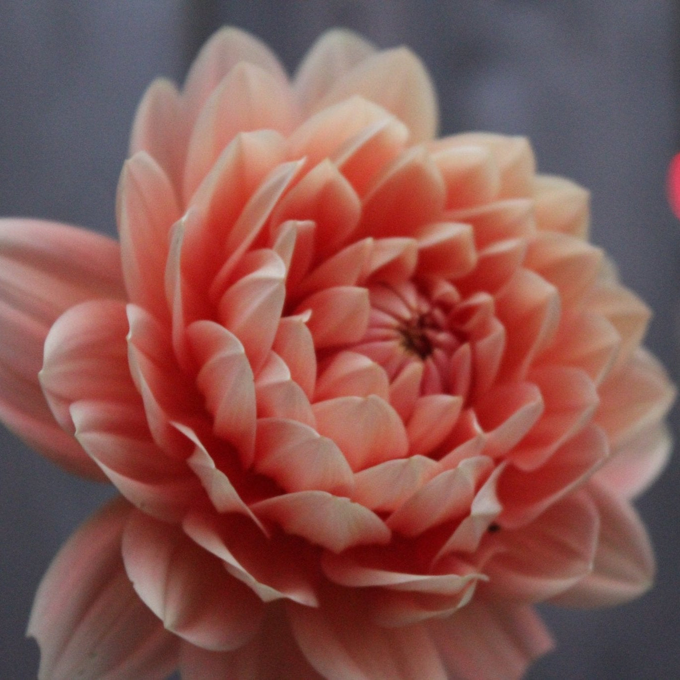 Carolina Wagemans - Freese Flower Farm