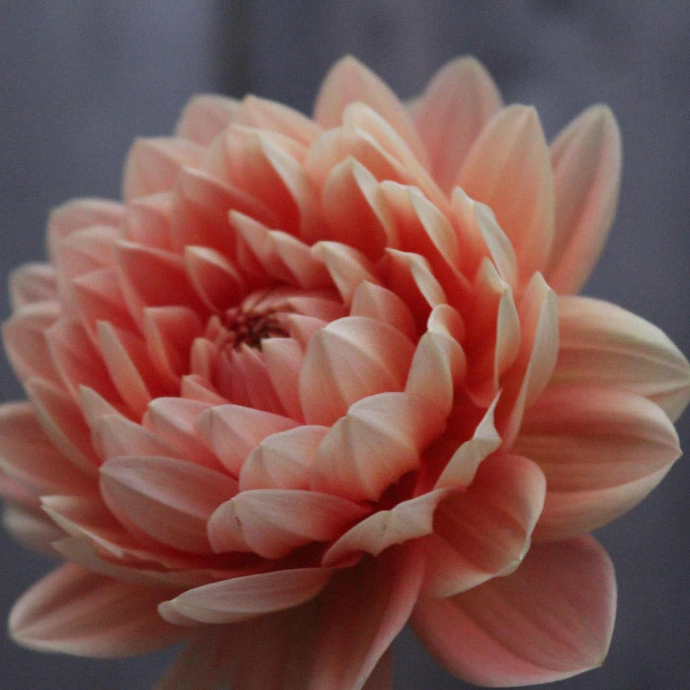 Carolina Wagemans - Freese Flower Farm