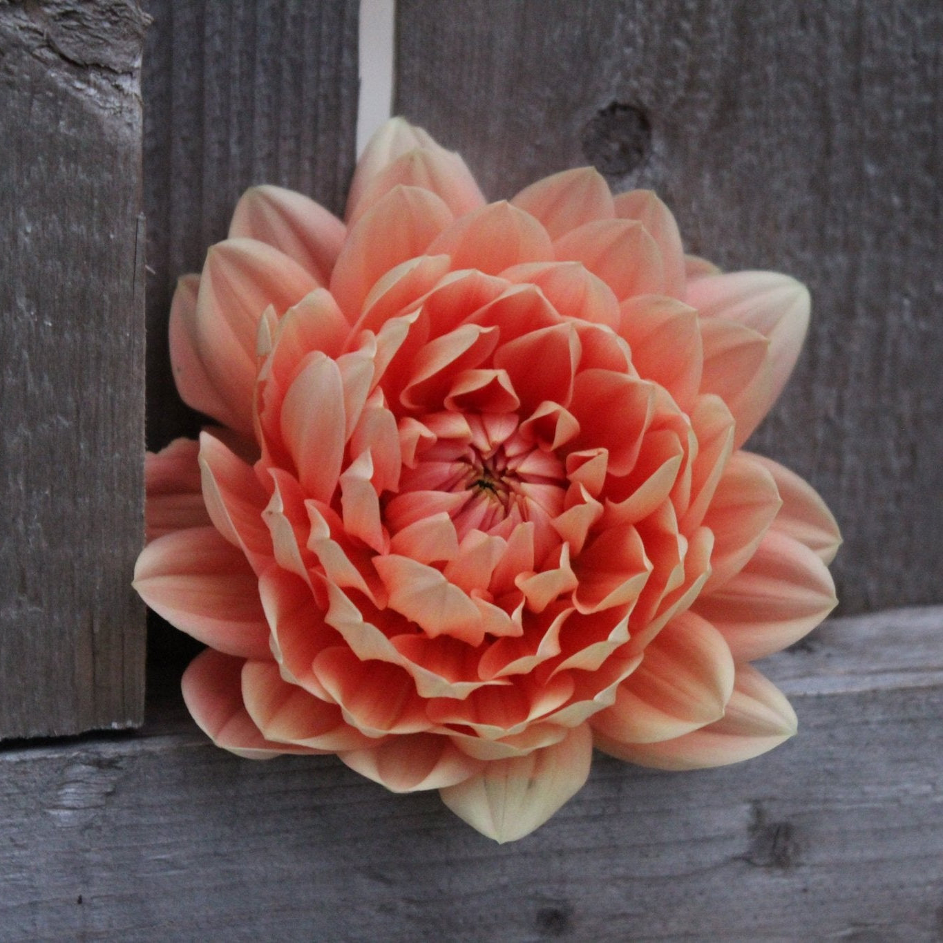 Carolina Wagemans - Freese Flower Farm