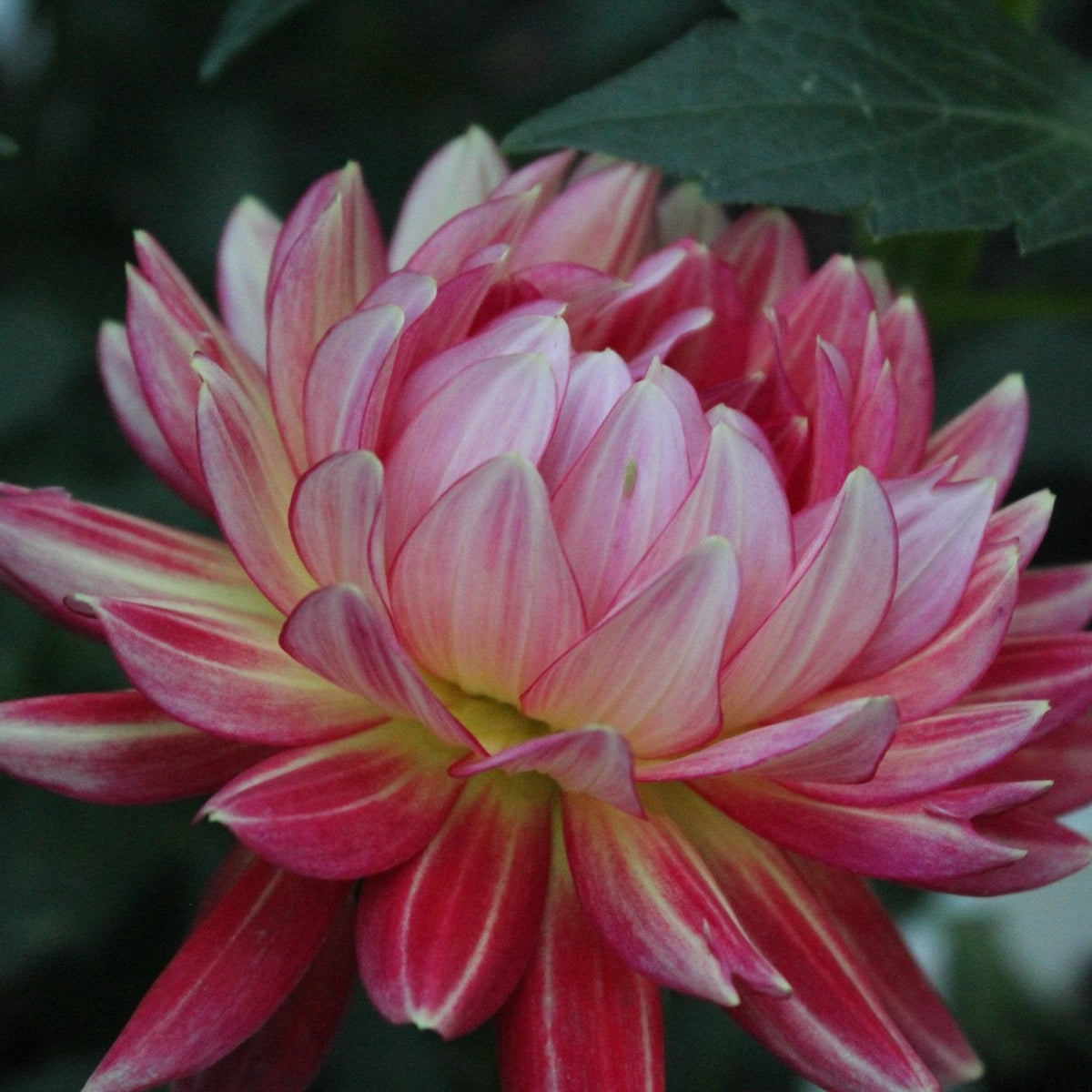 Lee's Scarlet Mcaw** - Freese Flower Farm