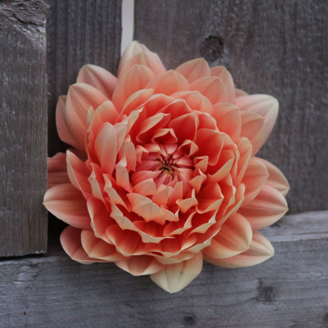 Carolina Wagemans - Freese Flower Farm