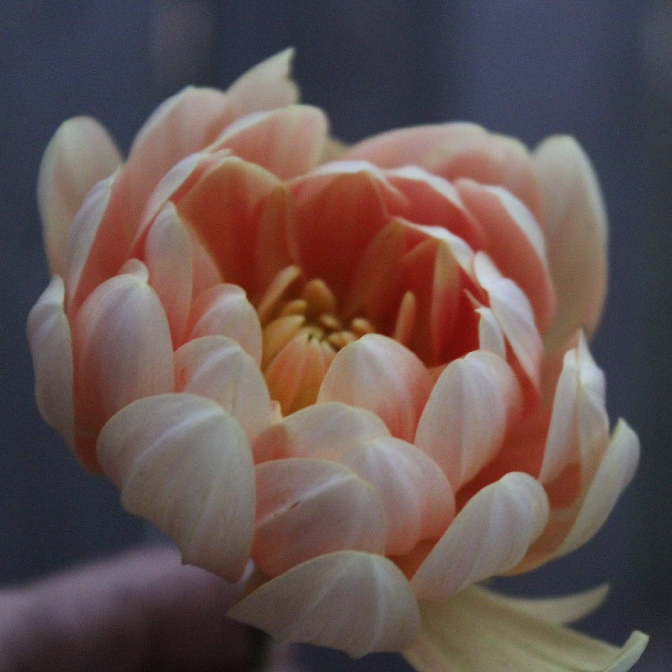 Sandia Susan - Freese Flower Farm