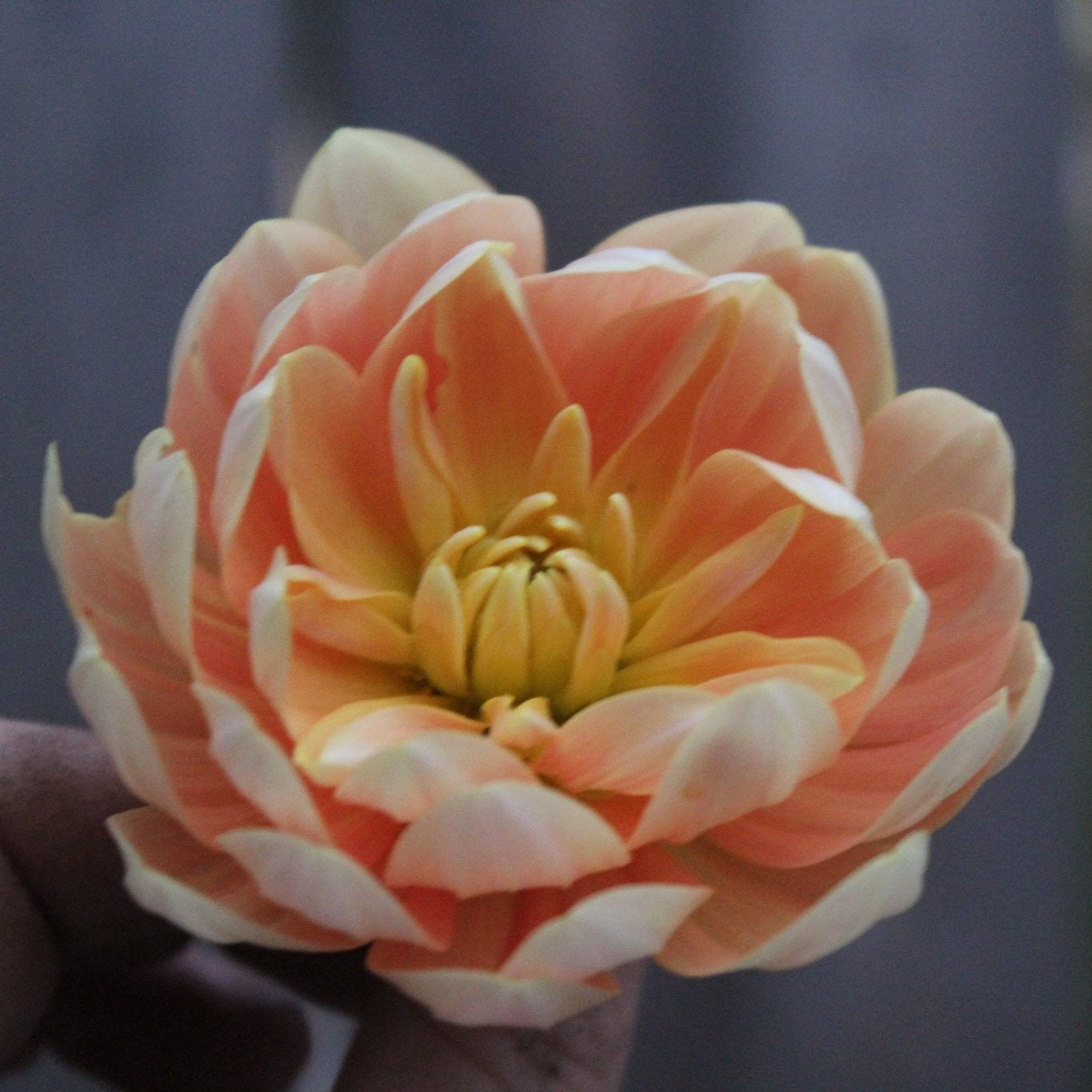 Sandia Susan - Freese Flower Farm