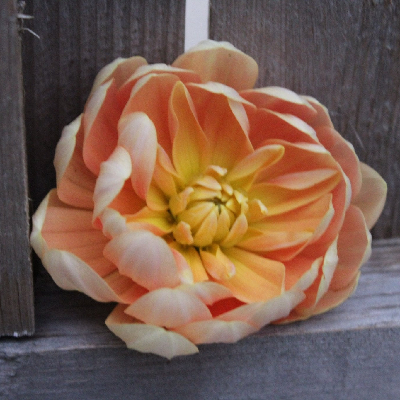 Sandia Susan - Freese Flower Farm