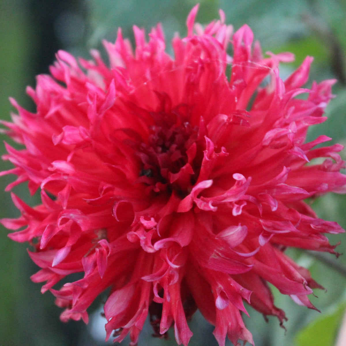 BQ Katie - Freese Flower Farm