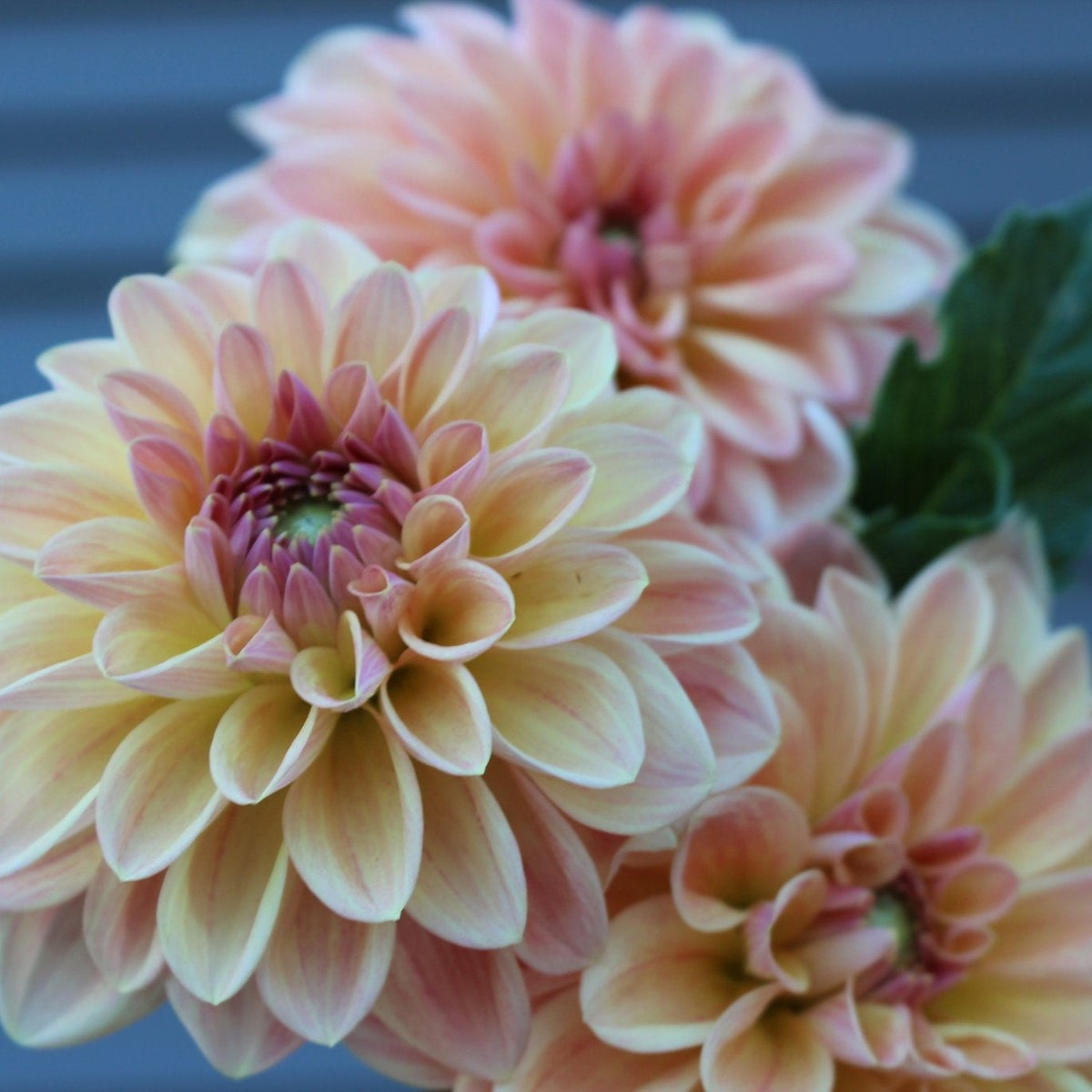 KA's® Honi - Freese Flower Farm