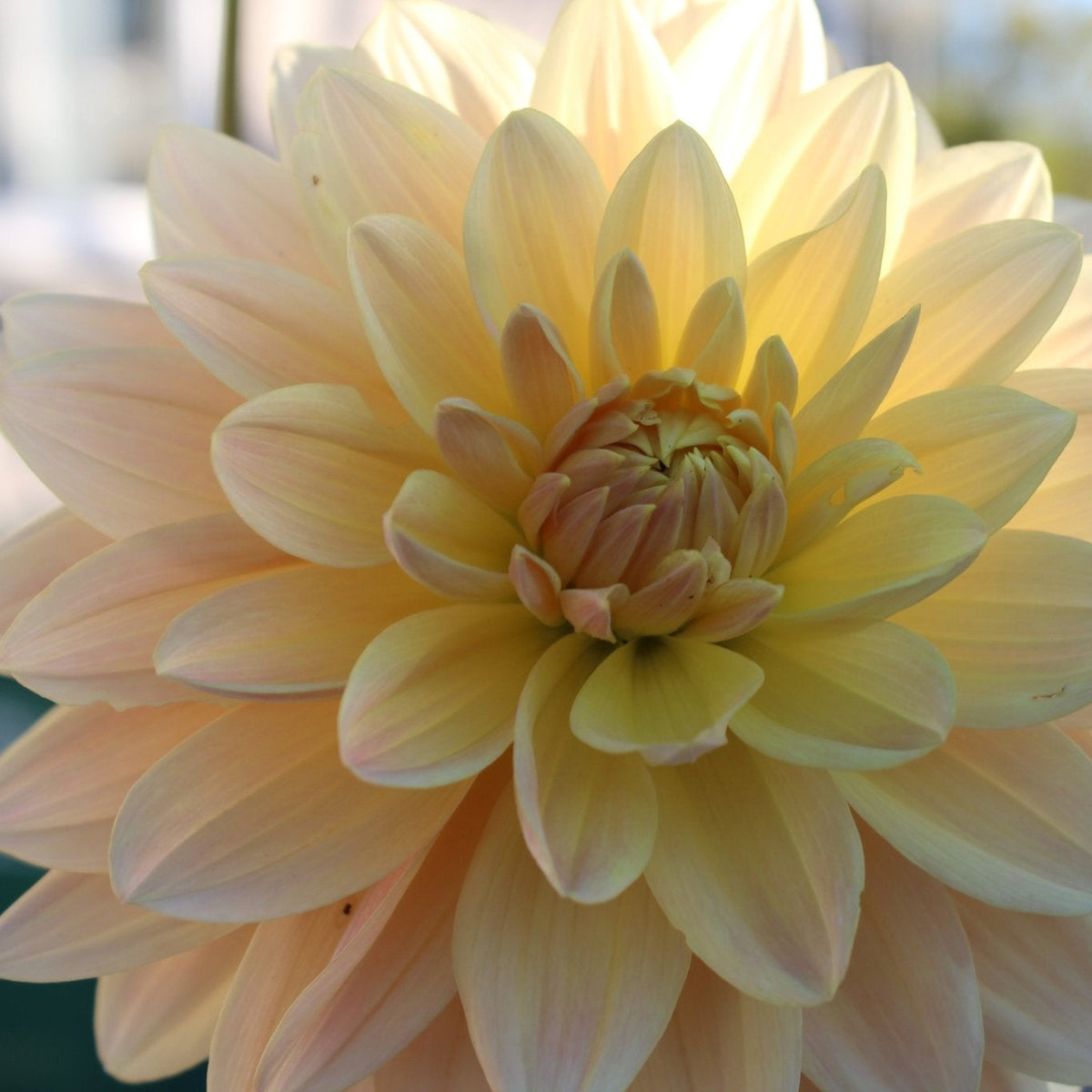 Lee's Lotusland - Freese Flower Farm