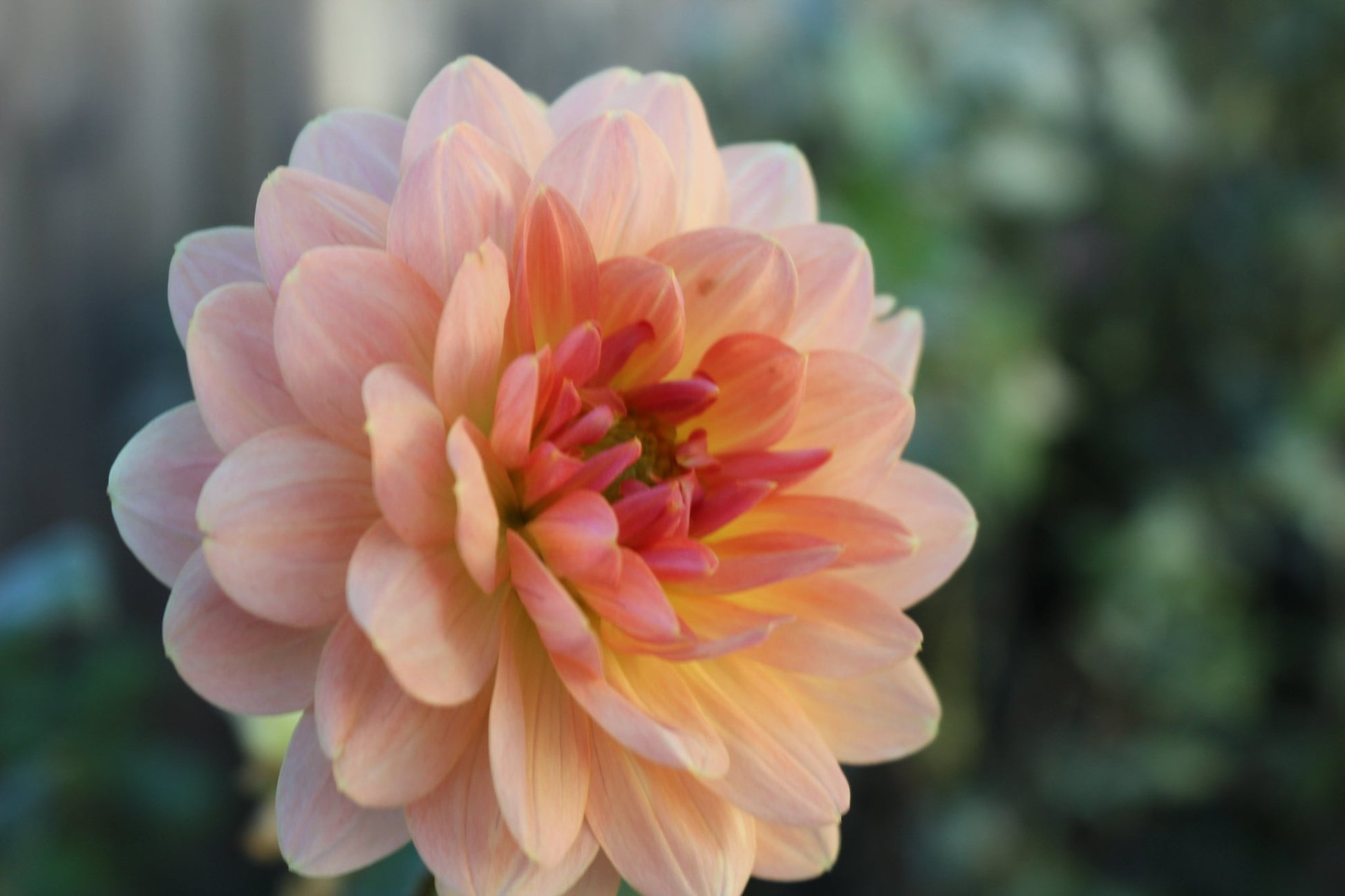 Fawn - Freese Flower Farm