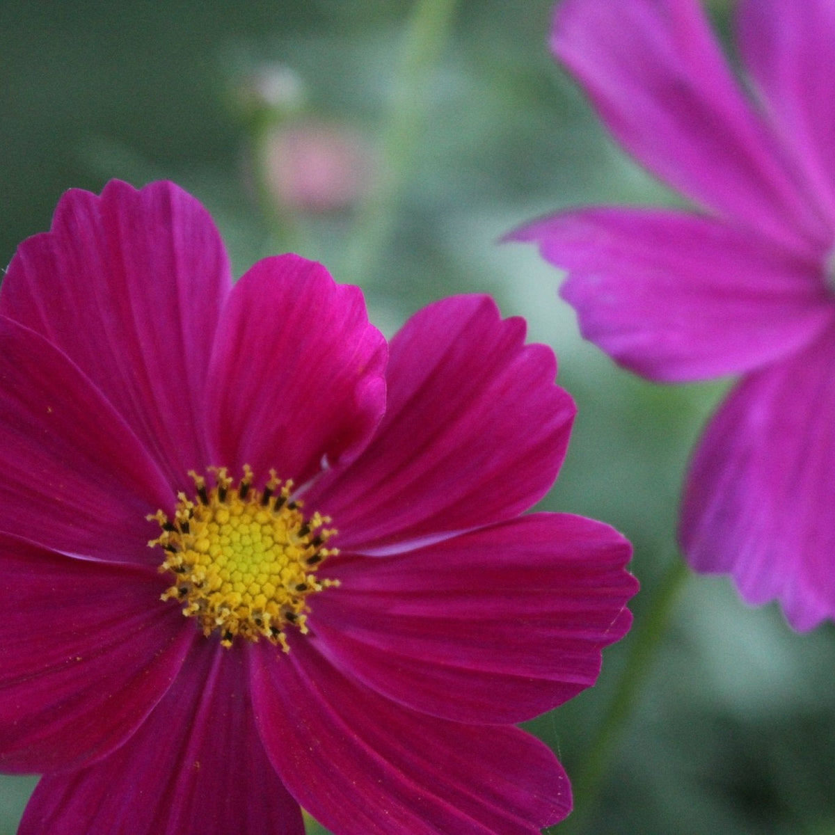 Cosmos, Sensation Crimson - Freese Flower Farm