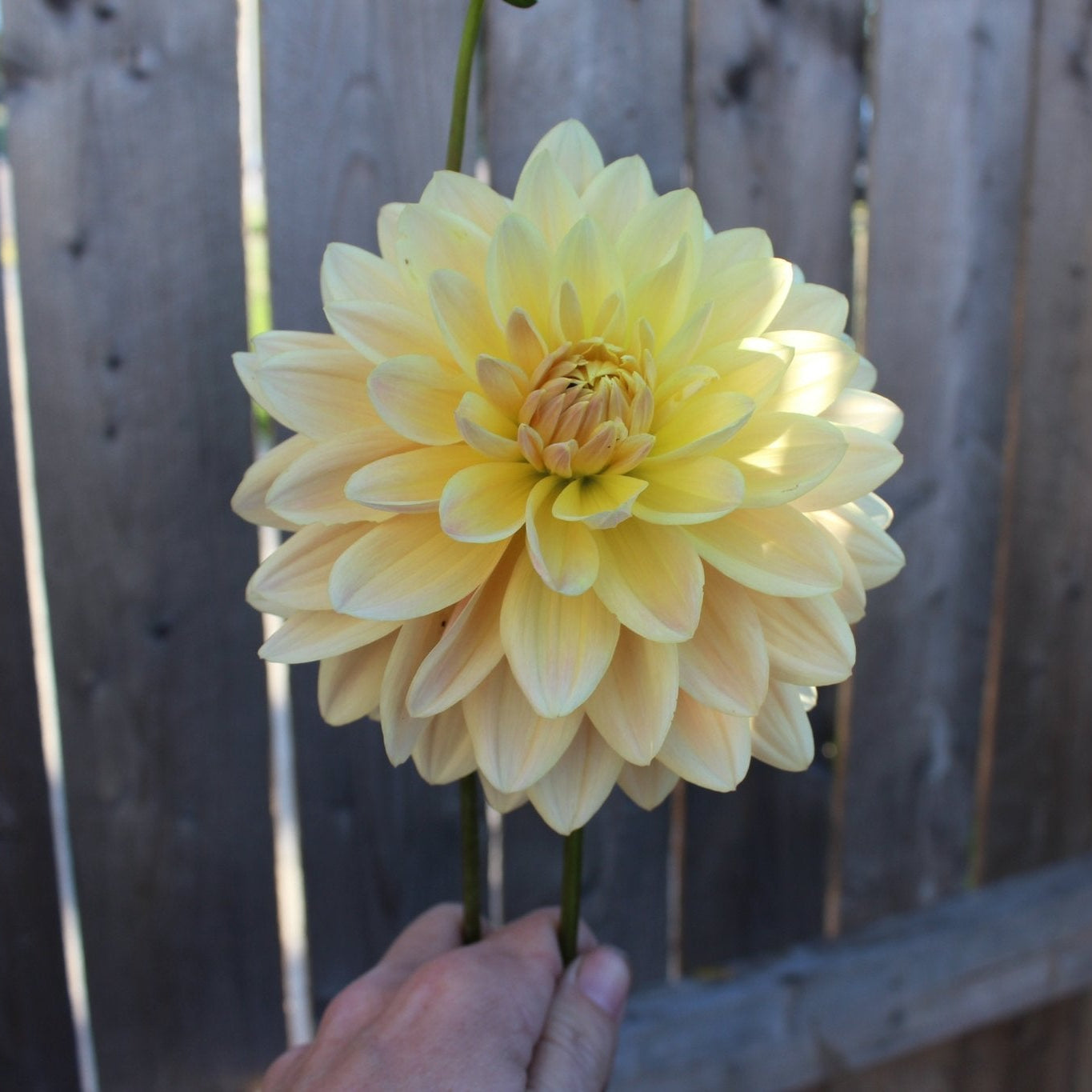 Lee's Lotusland - Freese Flower Farm