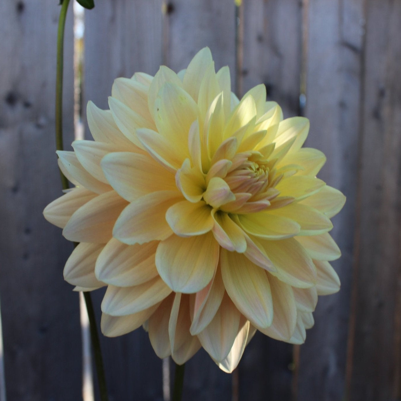 Lee's Lotusland - Freese Flower Farm