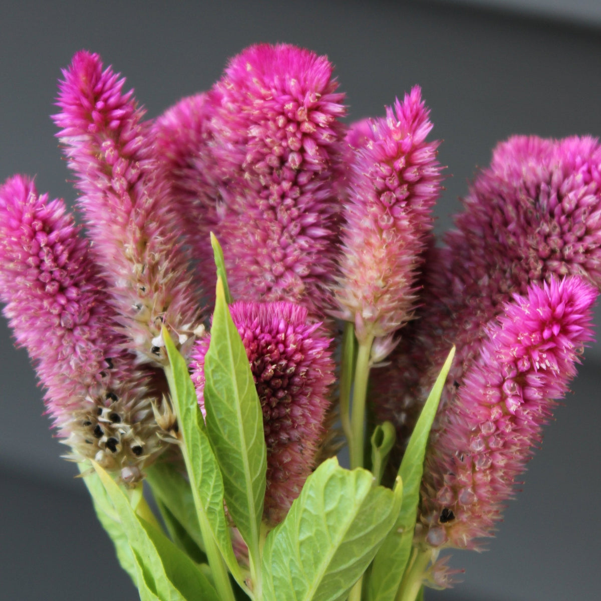 Celosia, Coral Reef - Freese Flower Farm