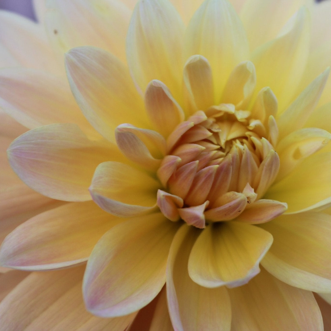 Lee's Lotusland - Freese Flower Farm