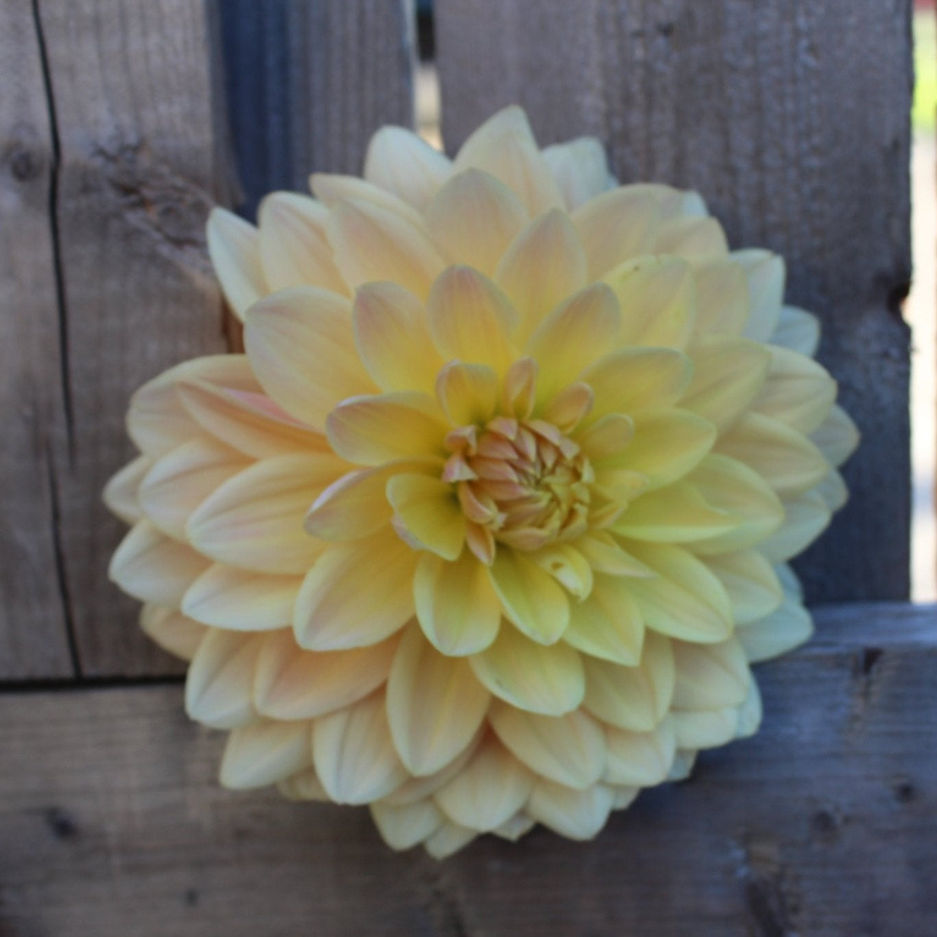 Lee's Lotusland - Freese Flower Farm